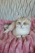 Nails | British Shorthair Kitten