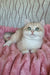 Nails | British Shorthair Kitten