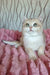 Nails | British Shorthair Kitten