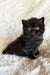 Tessa | British Shorthair Kitten