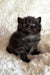 Tessa | British Shorthair Kitten