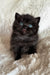 Tessa | British Shorthair Kitten
