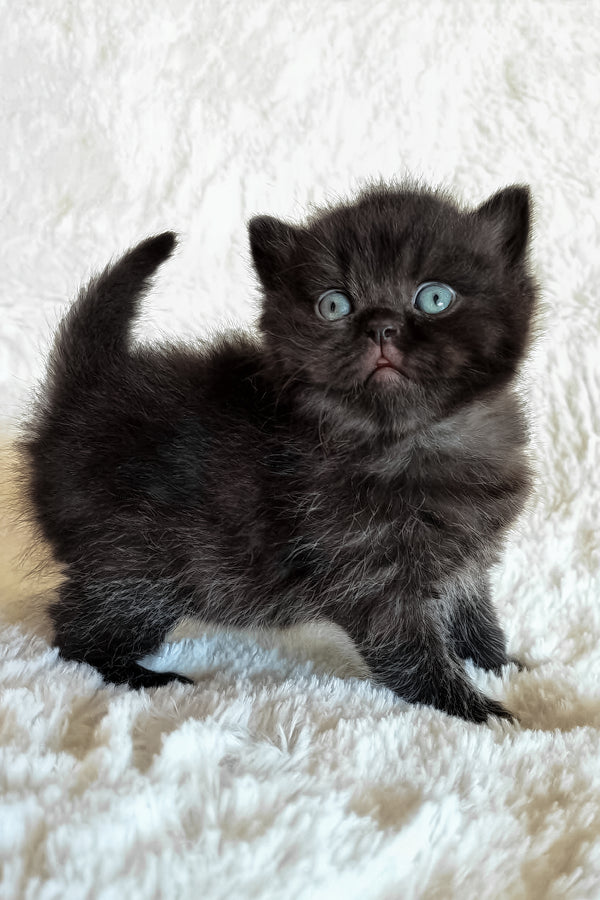 Tessa | British Shorthair Kitten