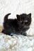 Tessa | British Shorthair Kitten