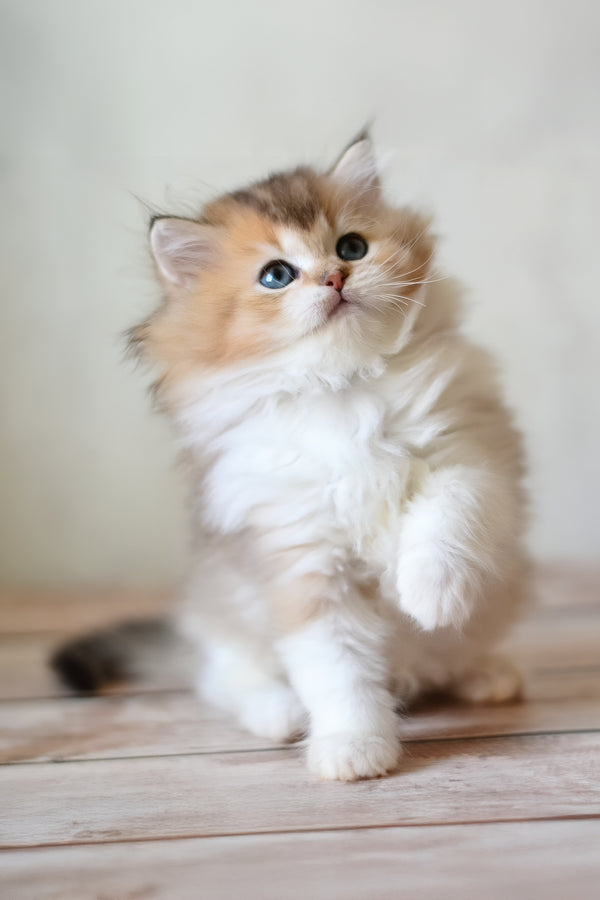 Bianka | British Longhair Kitten