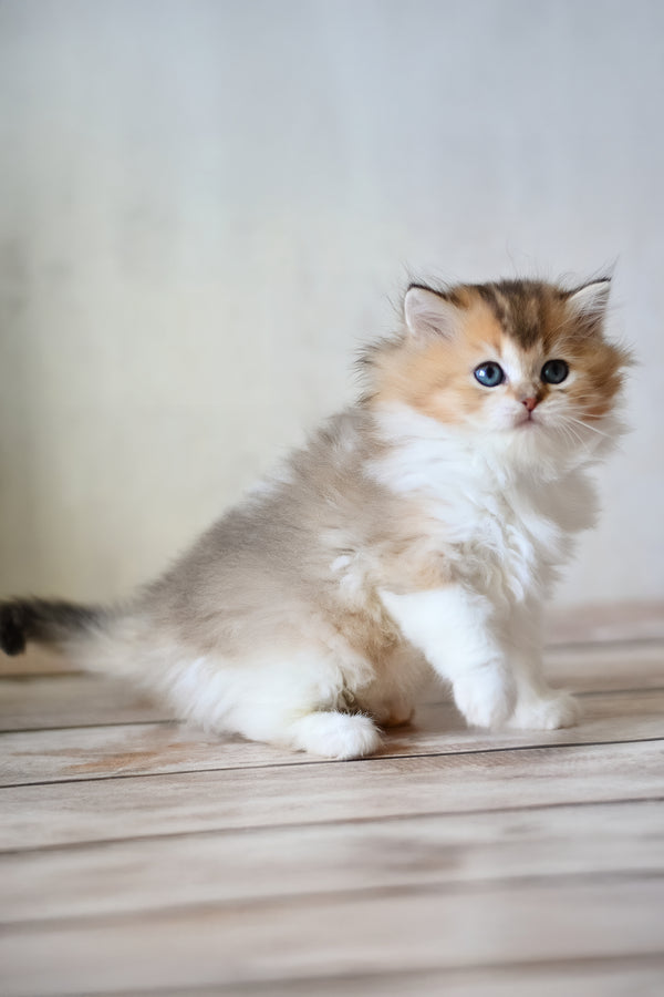 Bianka | British Longhair Kitten