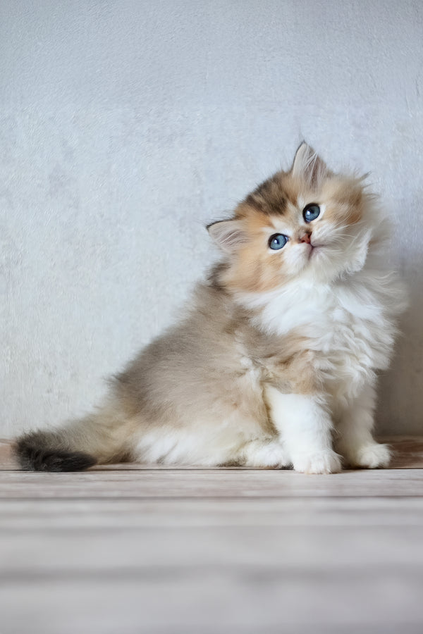 Bianka | British Longhair Kitten