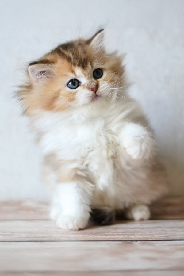 Bianka | British Longhair Kitten
