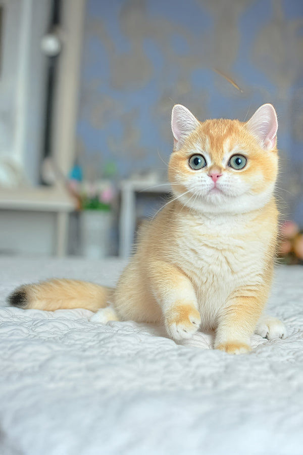 Meet Yoko The Sweet British Shorthair Kitten