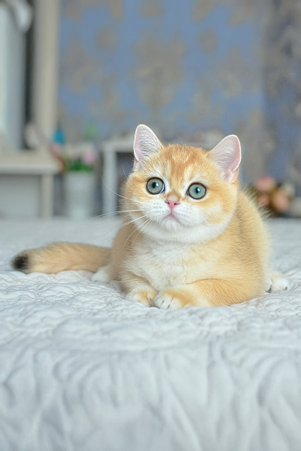 Yoko | British Shorthair Kitten