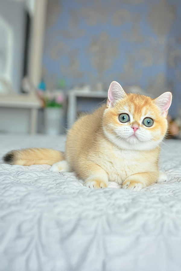 Yoko | British Shorthair Kitten