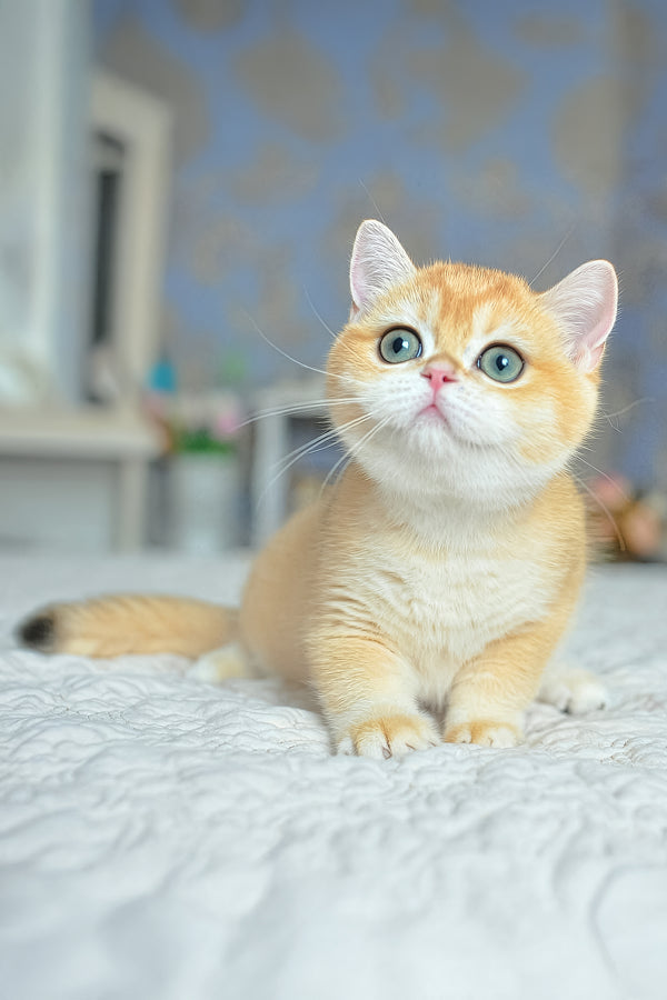 Yoko | British Shorthair Kitten