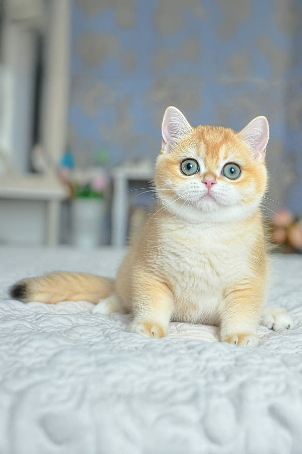 Yoko | British Shorthair Kitten