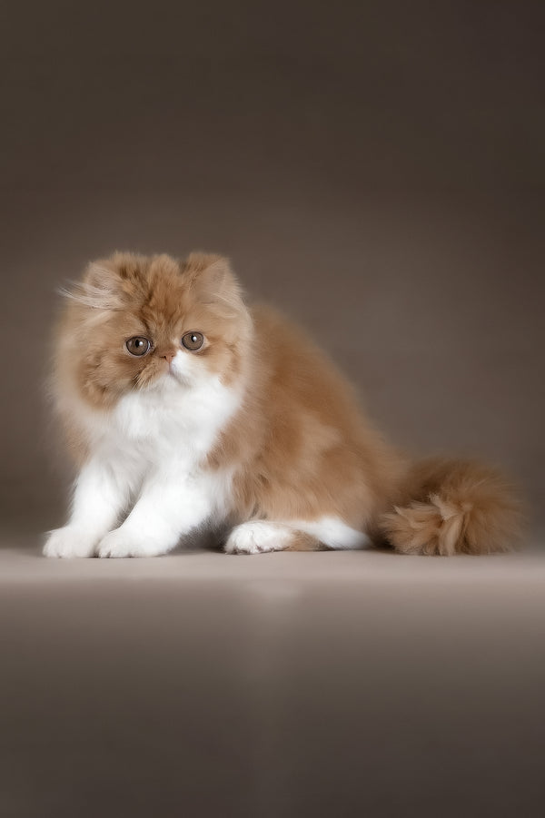 Tara | Persian Kitten