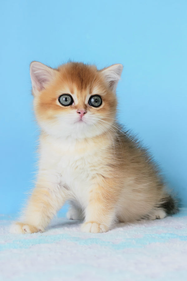 Abby | British Shorthair Kitten