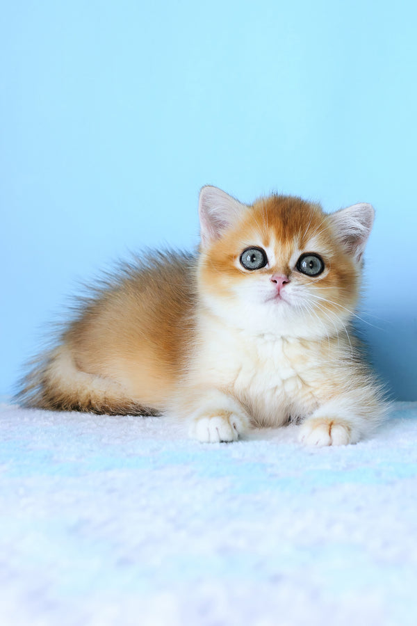 Abby | British Shorthair Kitten
