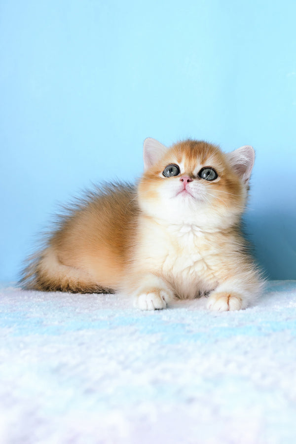 Abby | British Shorthair Kitten