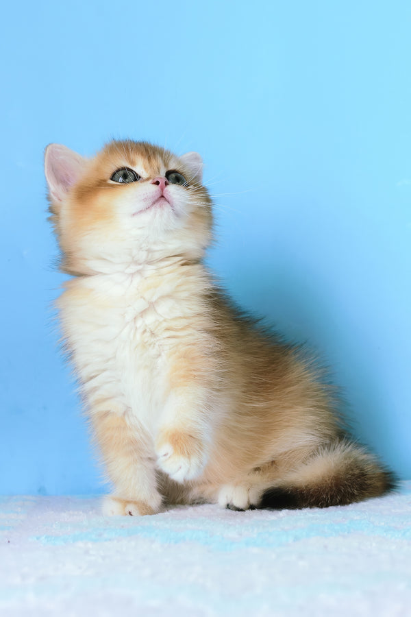 Abby | British Shorthair Kitten