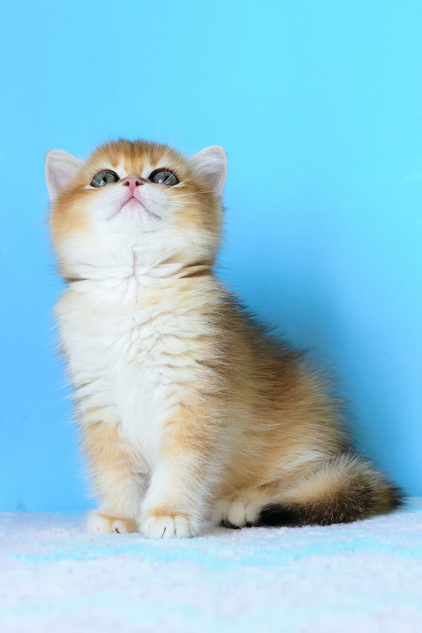 Abby | British Shorthair Kitten