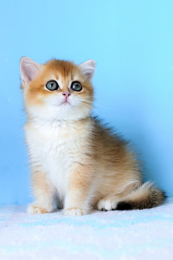 Abby | British Shorthair Kitten
