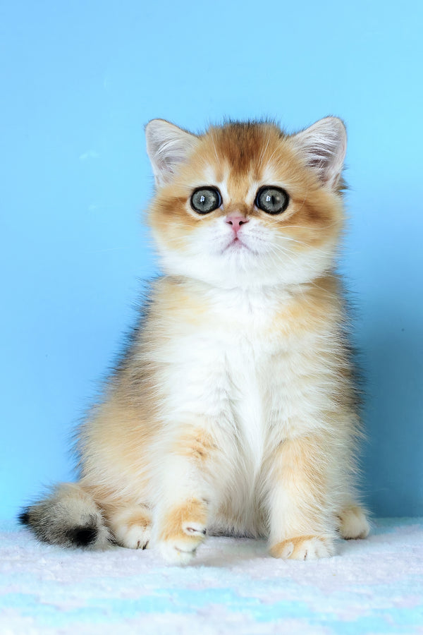 Abby | British Shorthair Kitten