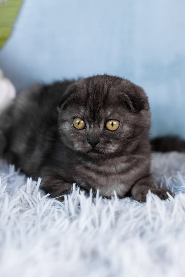 Abigail | Scottish Fold Kitten