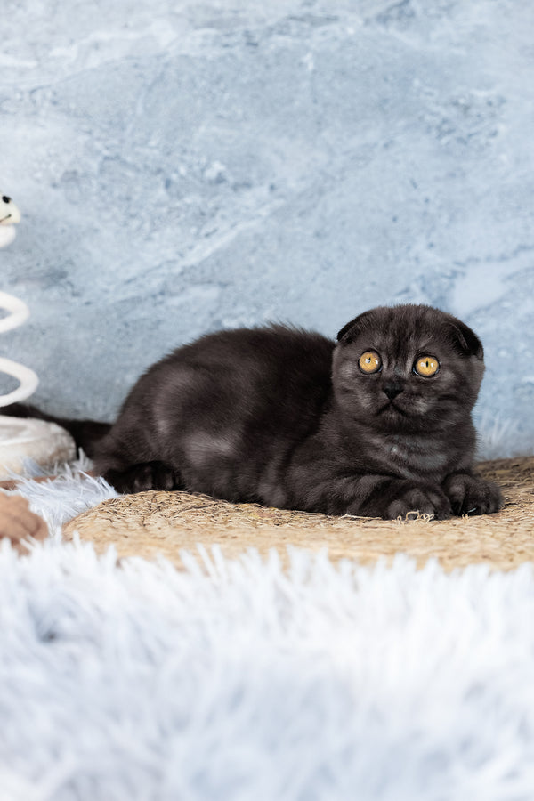 Abigail | Scottish Fold Kitten