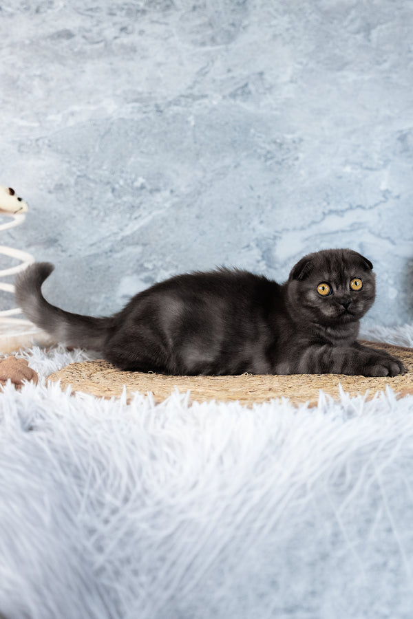 Abigail | Scottish Fold Kitten