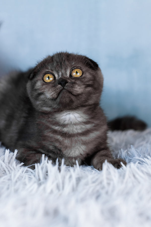 Abigail | Scottish Fold Kitten