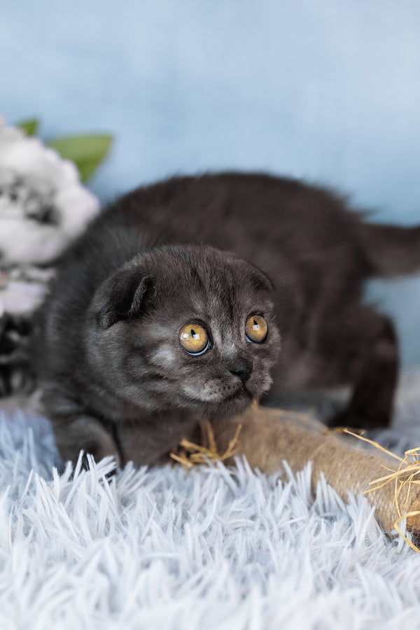 Abigail | Scottish Fold Kitten