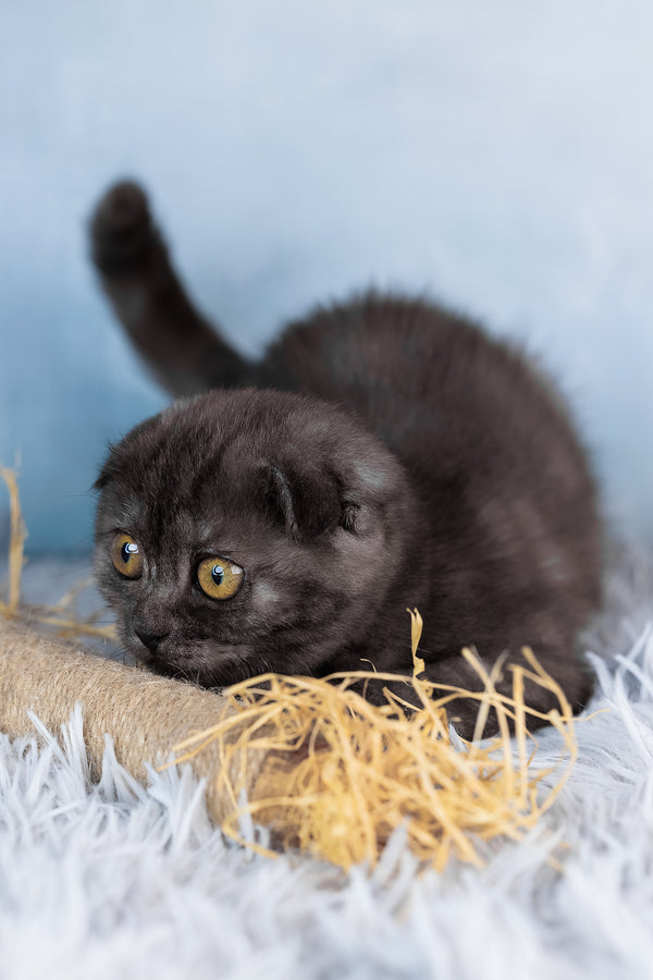 Abigail | Scottish Fold Kitten