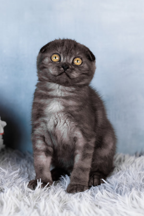 Abigail | Scottish Fold Kitten
