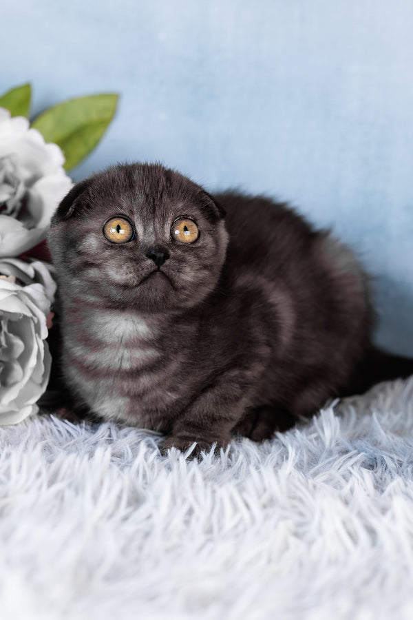 Abigail | Scottish Fold Kitten