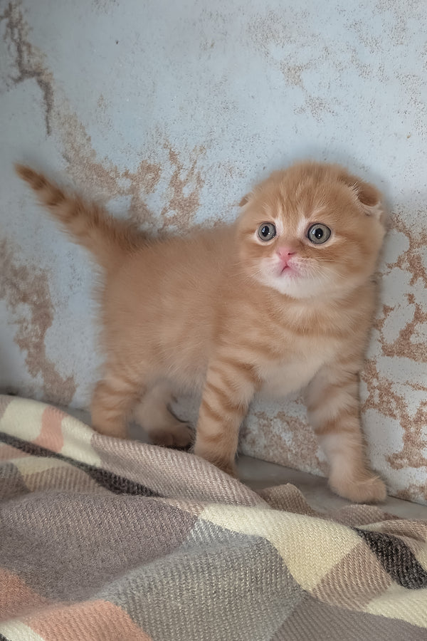 Abrikos | Scottish Fold Kitten
