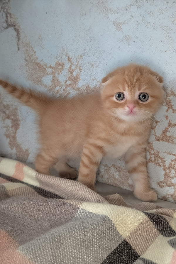 Abrikos | Scottish Fold Kitten