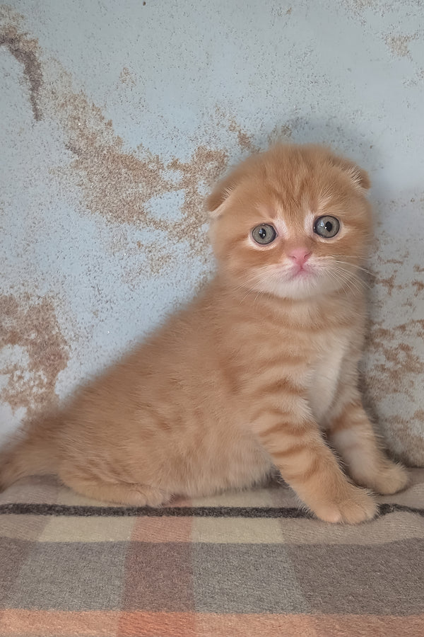 Abrikos | Scottish Fold Kitten