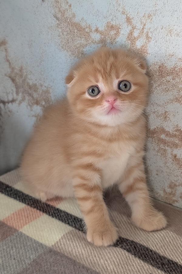 Abrikos | Scottish Fold Kitten