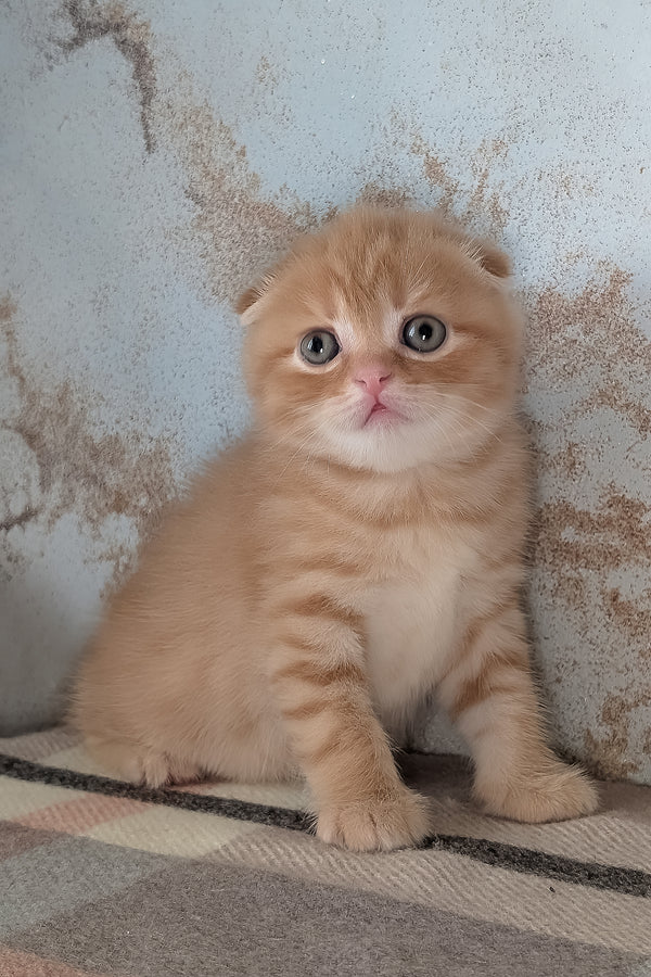 Abrikos | Scottish Fold Kitten