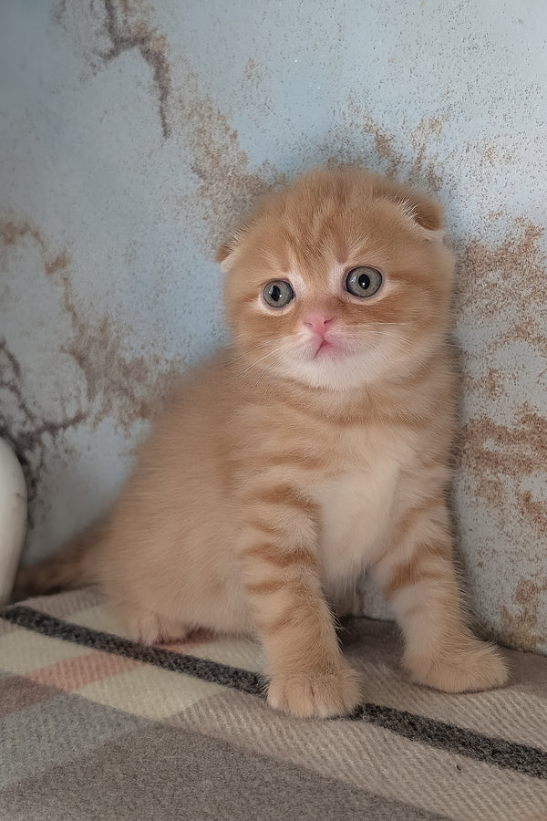 Abrikos | Scottish Fold Kitten