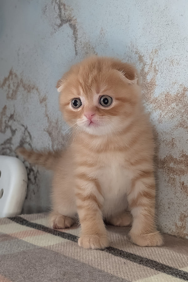Abrikos | Scottish Fold Kitten