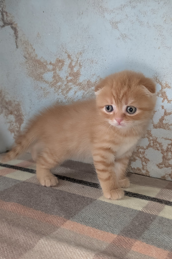 Abrikos | Scottish Fold Kitten