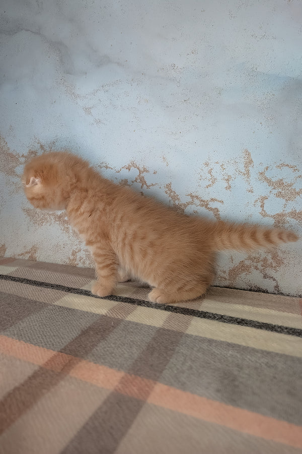 Abrikos | Scottish Fold Kitten