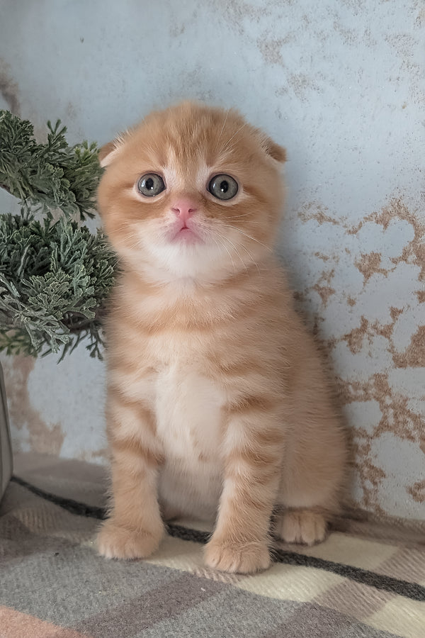 Abrikos | Scottish Fold Kitten