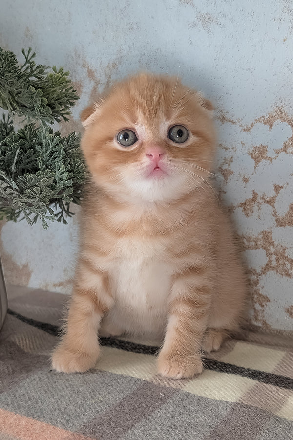 Abrikos | Scottish Fold Kitten