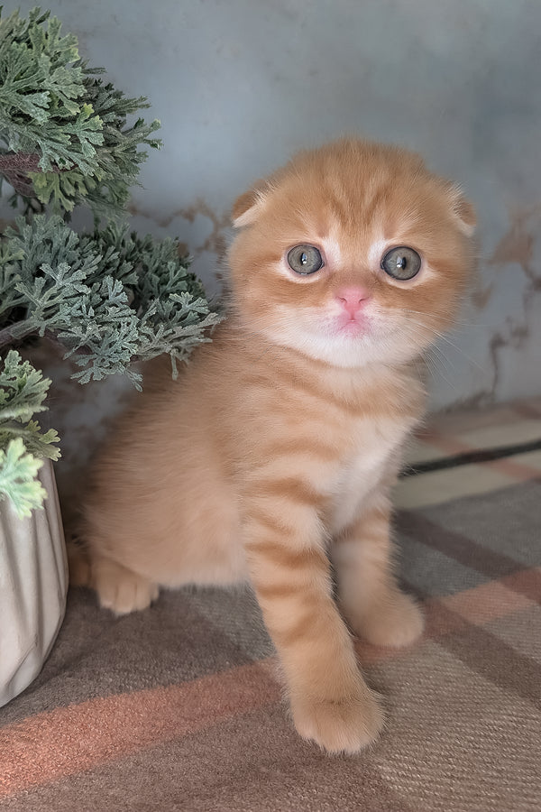 Abrikos | Scottish Fold Kitten