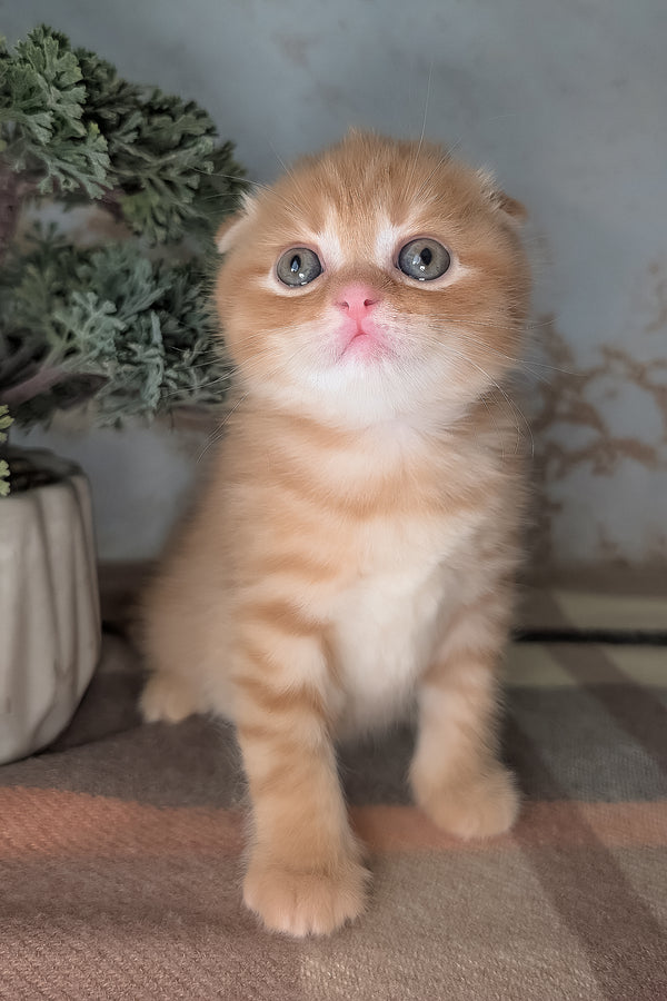 Abrikos | Scottish Fold Kitten