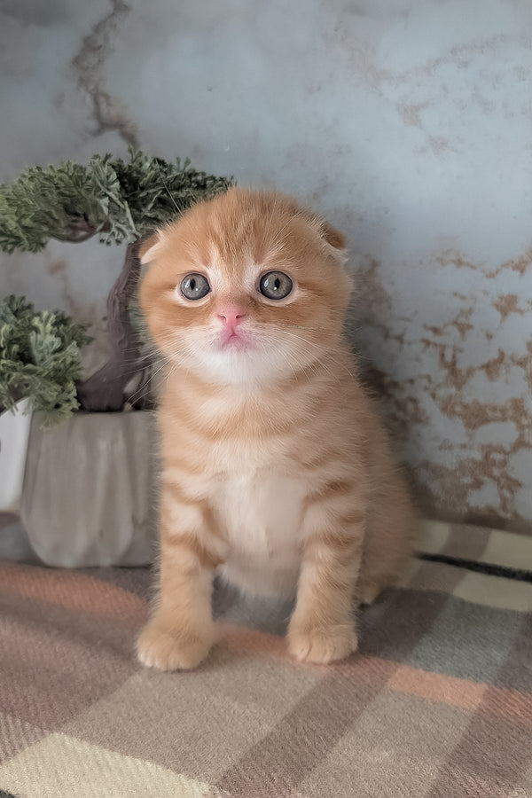 Abrikos | Scottish Fold Kitten