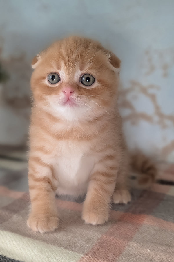 Abrikos | Scottish Fold Kitten