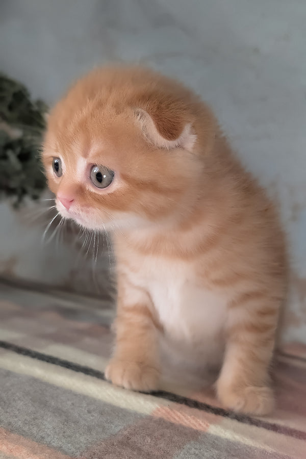 Abrikos | Scottish Fold Kitten