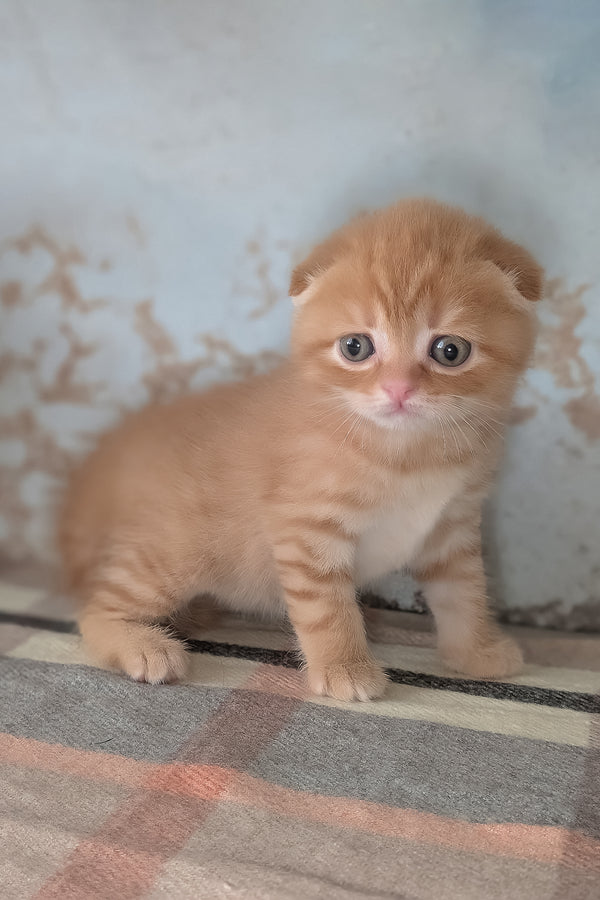 Abrikos | Scottish Fold Kitten